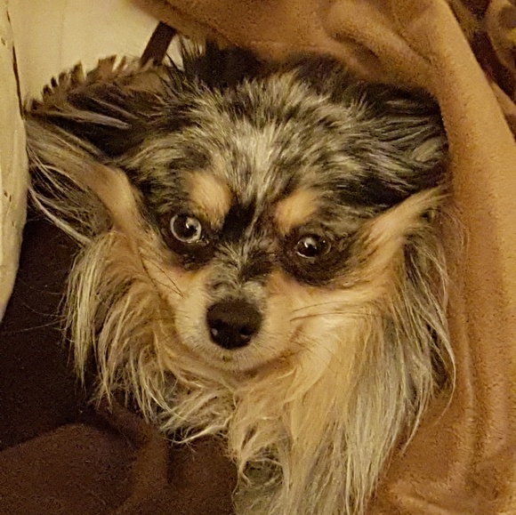 MY POOR LUNA WENT INTO KIDNEY FAILURE - Picture 1 of 1